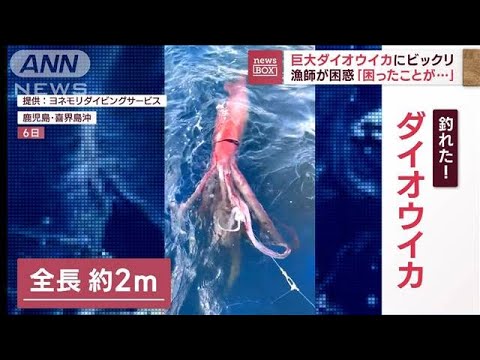 全長2メートルのダイオウイカに遭遇…漁師「困ったことが…」(2022年11月14日)