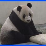 台湾のパンダ「団団」死ぬ、中国が2008年に寄贈｜TBS NEWS DIG