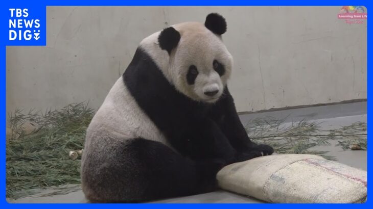 台湾のパンダ「団団」死ぬ、中国が2008年に寄贈｜TBS NEWS DIG