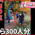 【驚き】巨大イノシシ捕獲 200kg以上…重機で運ぶ