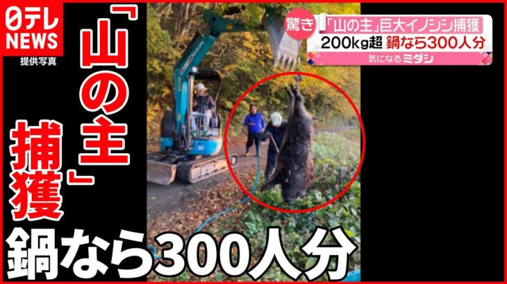 【驚き】巨大イノシシ捕獲 200kg以上…重機で運ぶ