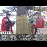 彦根城で冬支度　害虫から松守る「こも巻き」(2022年11月7日)