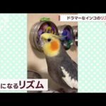 クセになるリズムを刻む“ドラマー”なインコ(2022年11月8日)