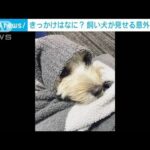 きっかけはなに？飼い犬が見せる意外な行動(2022年11月24日)