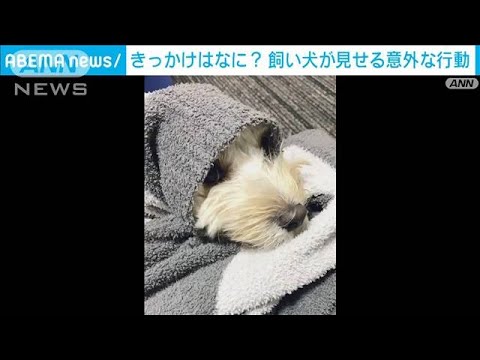 きっかけはなに？飼い犬が見せる意外な行動(2022年11月24日)