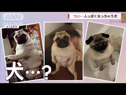 貫禄の佇まい…つい、人っぽくなっちゃう犬(2022年11月1日)