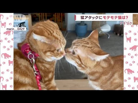 【クギヅケ】猛アタックにモテモテ猫は?(2022年11月4日)