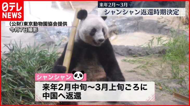 【返還時期”決定”】2023年2月中旬から3月上旬ごろに中国へ返還 上野動物園・シャンシャン