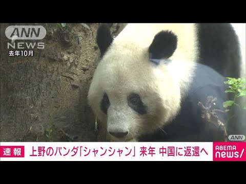 上野動物園のシャンシャンが来年2月から3月に中国に返還へ　双子パンダの姉で5歳(2022年11月18日)