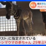 野毛山動物園で29年ぶりグレビーシマウマの赤ちゃん誕生｜TBS NEWS DIG