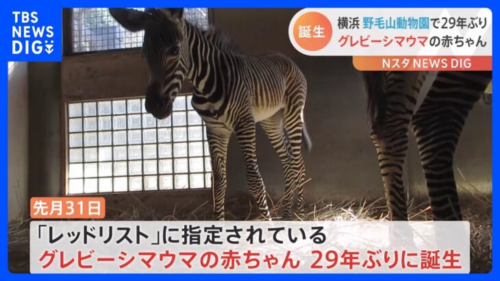 野毛山動物園で29年ぶりグレビーシマウマの赤ちゃん誕生｜TBS NEWS DIG