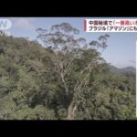 【撮影成功】3年歳月「世界で一番高い木」発見　ブラジル「アマゾン」にも調査班(2022年11月3日)