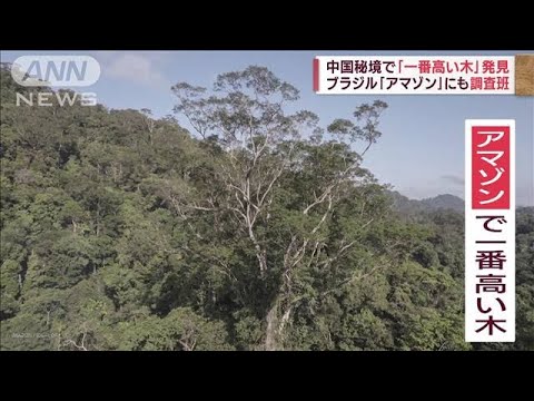 【撮影成功】3年歳月「世界で一番高い木」発見　ブラジル「アマゾン」にも調査班(2022年11月3日)