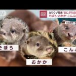 「そぼろ・おかか・こんぶ」カワウソ3兄弟に“おにぎりの具”命名　そのワケは？(2022年11月15日)