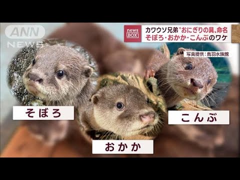 「そぼろ・おかか・こんぶ」カワウソ3兄弟に“おにぎりの具”命名　そのワケは？(2022年11月15日)