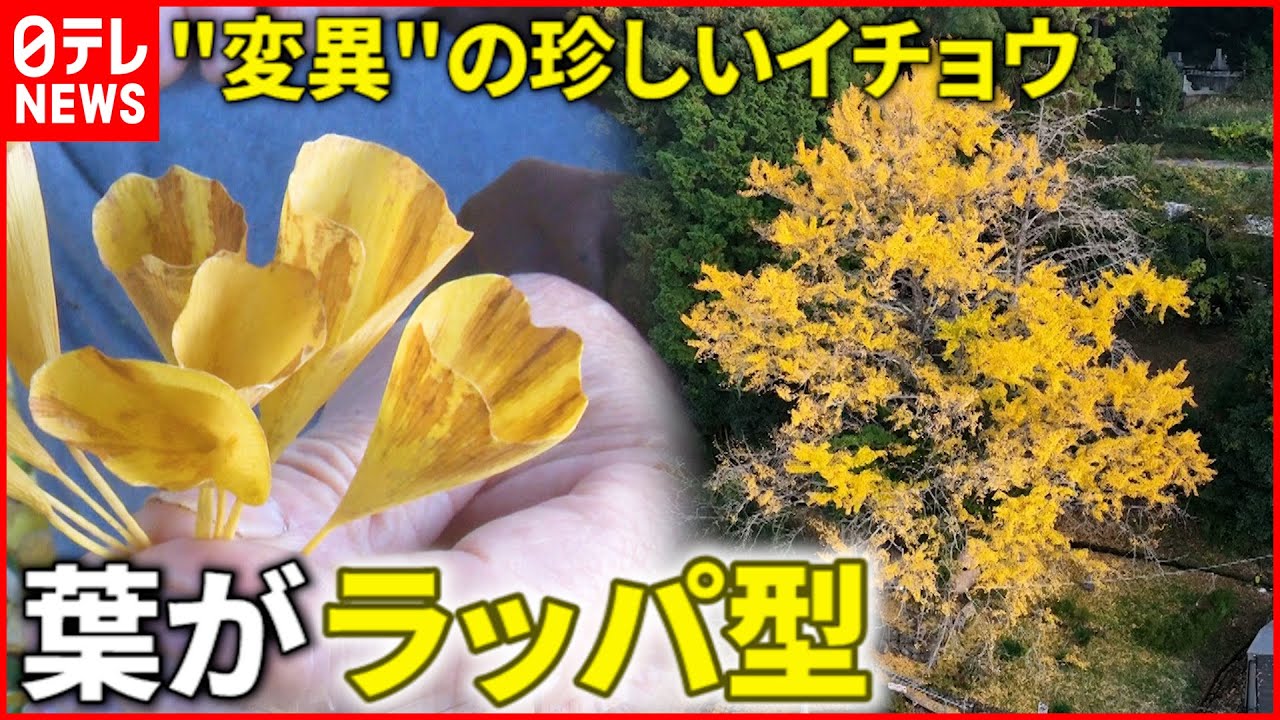 【変異】全国で30本だけ!? 葉が”ラッパ”型のイチョウの樹　高知　NNNセレクション
