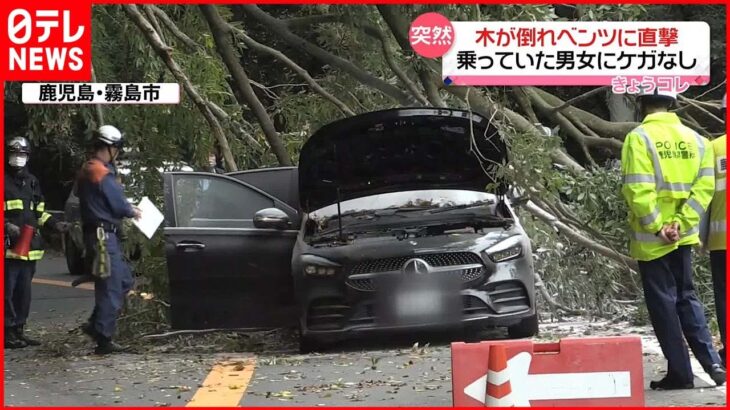 【事故】信号待ちのベンツに道路わきの木が倒れ直撃 鹿児島