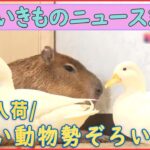 【生き物ライブ】 ペンギン「それ以上近づくな」/ ネコが宙づり状態 / カラスと人の知恵比べ/“テンションMax”のカニ動画 など ――「いきもの」ニュースまとめ（日テレNEWS LIVE）