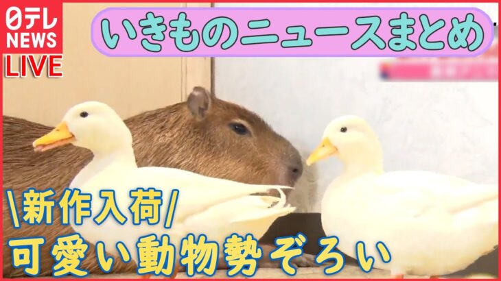 【生き物ライブ】 ペンギン「それ以上近づくな」/ ネコが宙づり状態 / カラスと人の知恵比べ/“テンションMax”のカニ動画 など ――「いきもの」ニュースまとめ（日テレNEWS LIVE）