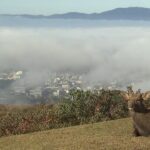 幻想的な世界『濃い霧と鹿』…さらに街を覆うように広がる雲海も　奈良で珍しい景色（2022年11月2日）