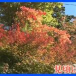 高尾山の紅葉はいま？ ぽかぽか陽気に全国各地で紅葉が見頃を迎え始めています｜TBS NEWS DIG