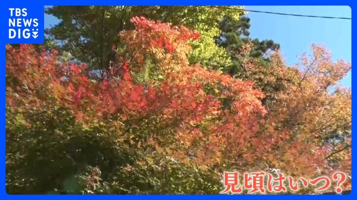 高尾山の紅葉はいま？ ぽかぽか陽気に全国各地で紅葉が見頃を迎え始めています｜TBS NEWS DIG