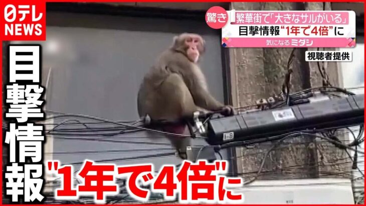 【サル】通報相次ぐ 繁華街で「大きなサルがいる」長崎市