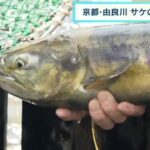 サケの遡上が始まる　水質悪化で市民グループが稚魚を川に戻す取り組みも　京都・由良川（2022年11月5日）