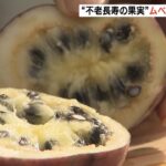 “不老長寿の果実”ムベの収穫が行われる『ほんのり甘く素朴な味わい』京都・福知山市（2022年11月6日）