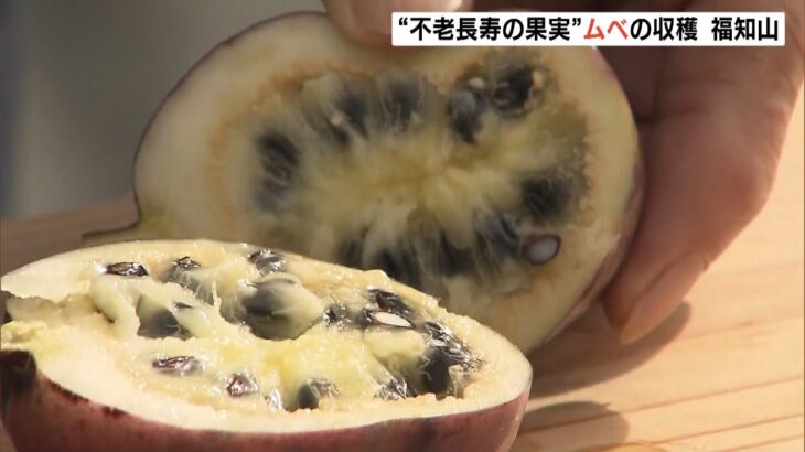 “不老長寿の果実”ムベの収穫が行われる『ほんのり甘く素朴な味わい』京都・福知山市（2022年11月6日）