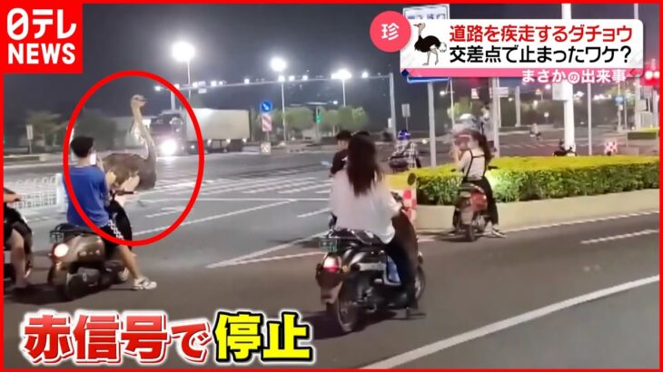 【珍】道路を疾走するダチョウ 交差点で止まる 中国