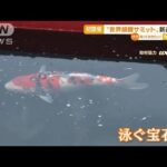 「世界錦鯉サミット」新潟で初開催　“新品種”も(2022年11月7日)