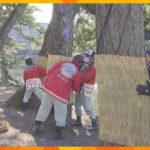 滋賀・彦根城で恒例の「こも巻き」　松の木を害虫から守るため、わらで編んだこもを巻き付ける