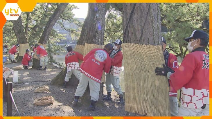 滋賀・彦根城で恒例の「こも巻き」　松の木を害虫から守るため、わらで編んだこもを巻き付ける