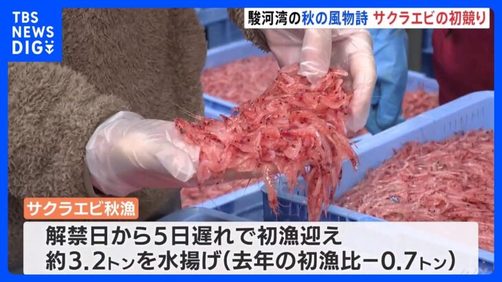 サクラエビの初セリ 静岡・駿河湾の秋の風物詩｜TBS NEWS DIG