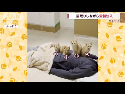 飼い主さん見つかるまで…居眠りしながら愛情注入中　保護された子ネコの4兄妹(2022年11月7日)