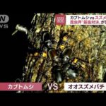 【バトル！】昆虫界“最強対決”実現　カブトムシvsスズメバチ　樹液巡り仁義なき戦い(2022年11月8日)
