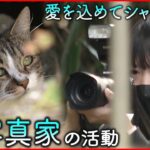 【猫】レンズ越しに注ぐ愛 女性ネコ写真家の活動　秋田　NNNセレクション