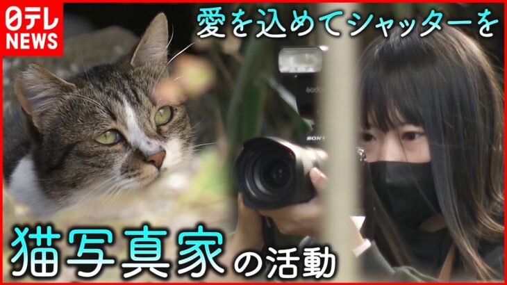 【猫】レンズ越しに注ぐ愛 女性ネコ写真家の活動　秋田　NNNセレクション