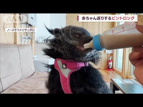 哺乳瓶を上手に使いこなす…ジャコウネコ科の“ビントロング”(2022年11月8日)