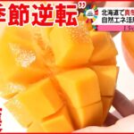 【“秘策”は雪】北海道で真冬に「マンゴー」収穫