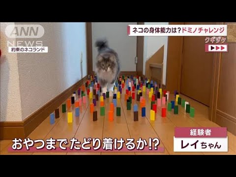 ネコのスゴすぎる身体能力　ドミノ倒さずにおやつを！？(2022年11月11日)