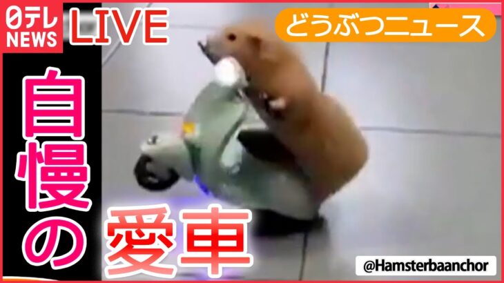 【動物ライブ】愛車で転倒 ハムスター/ 彼は怒っています/ 天ぷらそばの横にネコ/ 太りすぎたクマ侵入 など （日テレNEWS LIVE）