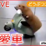 【動物ライブ】愛車で転倒 ハムスター/ 彼は怒っています/ 天ぷらそばの横にネコ/ 太りすぎたクマ侵入 / リアル招き猫？ / “テンションMax”のカニ動画 など （日テレNEWS LIVE）