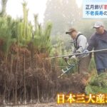 正月飾りに使う『若松』の収穫が最盛期　日本三大産地の１つ「丹波市山南町坂尻地区」（2022年11月12日）