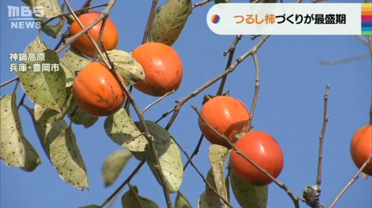 「つるし柿」づくりが最盛期　今年は“大ぶり”でおいしい仕上がりに　兵庫・神鍋高原（2022年11月14日）