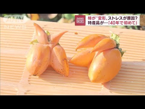 【異変!？】特産品が…柿が“変形”ストレスが原因?(2022年11月15日)