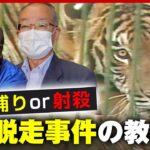 【トラ脱走】生け捕りは無理？千葉”トラ脱走事件”の教訓「麻酔銃はすぐに効かない」