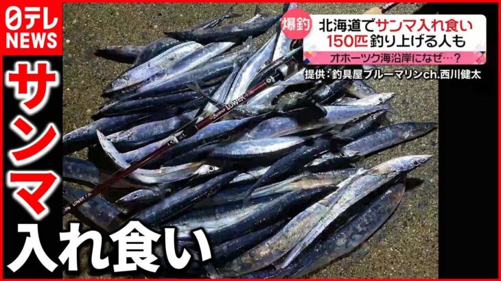 【釣り客は歓喜】沿岸に大量のサンマが押し寄せる 北海道オホーツク海沿岸