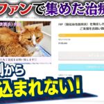 「この子たちの命が失われてしまう可能性ある…」クラファンサイトで猫の治療費を集めたのに『サイト運営者からお金が届かない』複数利用者が訴え…追跡取材（2022年11月16日）